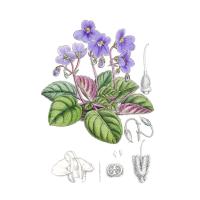 Фиалки полевой (Viola arvensis Murray, Viola tricolor L.) травы экстракт LE, пакет крафт с zip-lock, 100 г